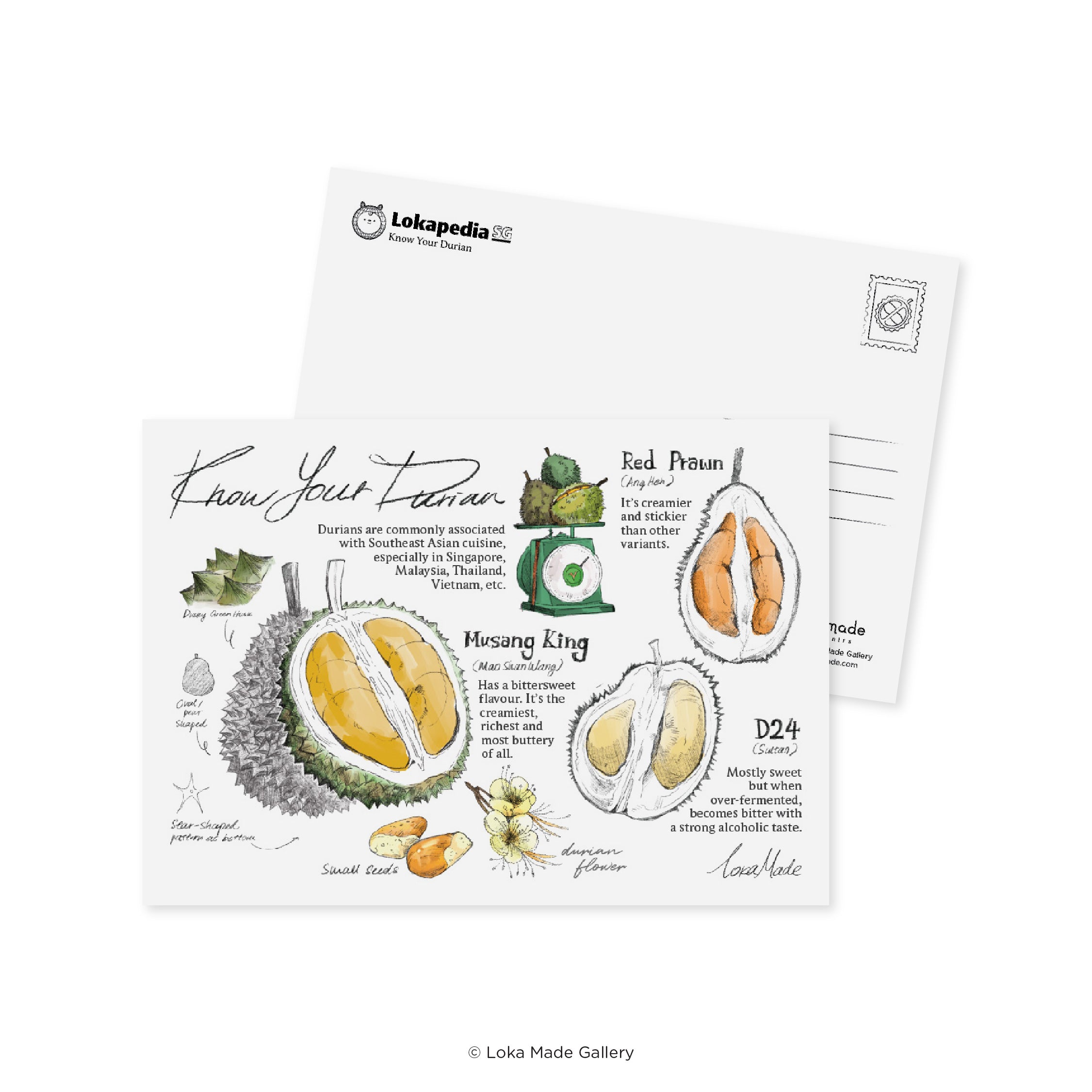 Lokapedia Singapore Postcard Series: Know Your Durian – Loka Made