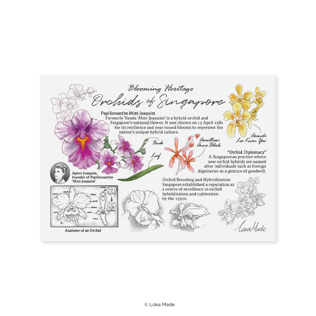 Lokapedia Singapore: Orchids Of Singapore - Singapore Postcard